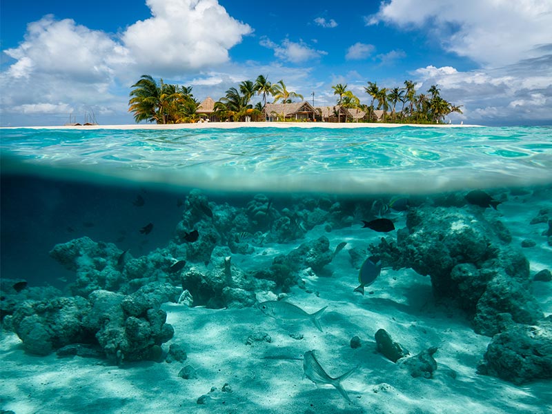 maldives reef